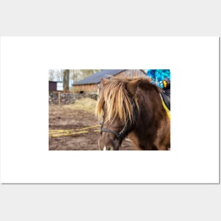 Portrait of brown pony with long mane Posters and Art